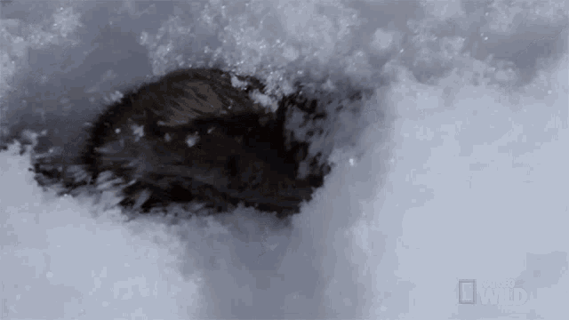 Snow Digger Alaskas Deadliest GIF - Snow Digger Alaskas Deadliest Vole GIFs