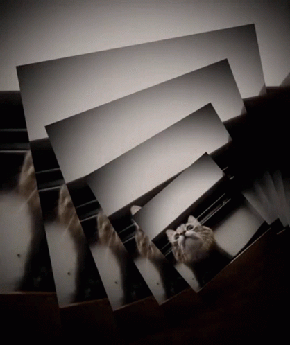 Rusalka Jump GIF - Rusalka Jump Cat GIFs