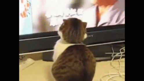 Cat Stare GIF - Cat Kitty Tv GIFs