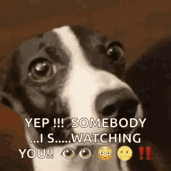 a black and white dog is looking at the camera and says yep somebody is watching you .