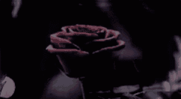 a close up of a person holding a red rose in the dark .