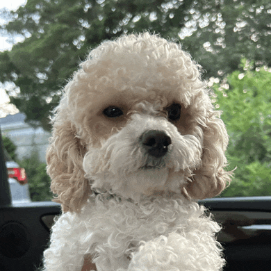 a small white poodle is sitting in a car looking at the camera