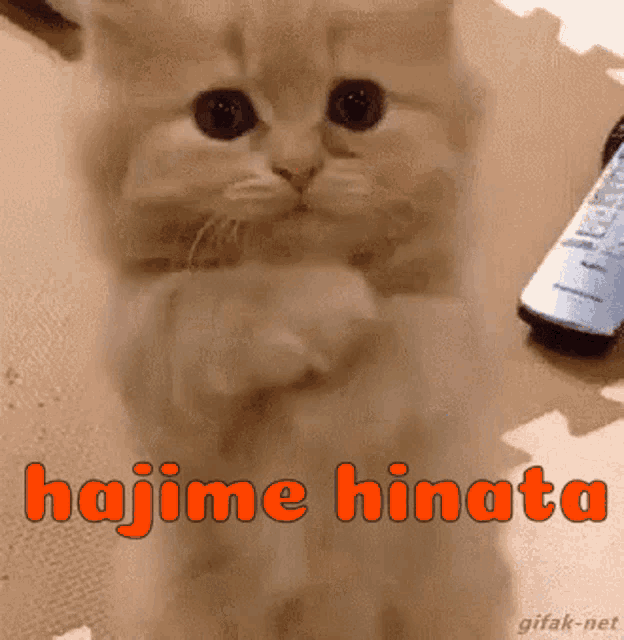 Hajime Hinata Hajime Hinata Danganronpa Kitten GIF - Hajime Hinata Hajime Hinata Danganronpa Kitten GIFs