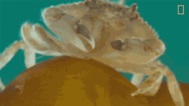 Walking Crab This Jellyfish Contains An Ecosystem GIF - Walking Crab This Jellyfish Contains An Ecosystem Crab GIFs