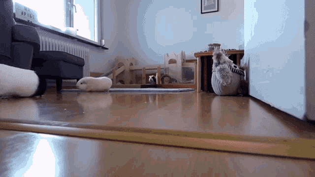 Can Guinea Pigs Roam Around The House GIF - Can Guinea Pigs Roam Around The House GIFs
