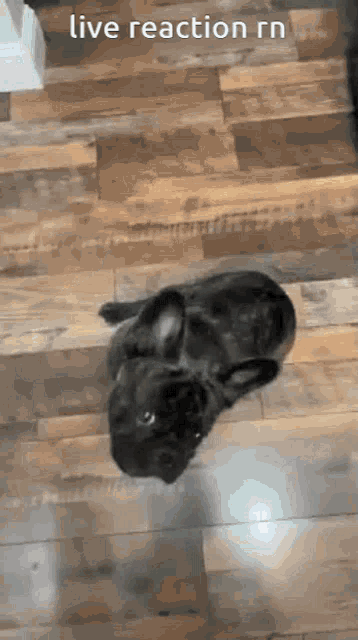 a black dog is laying on a wooden floor with the words live reaction rn written above it