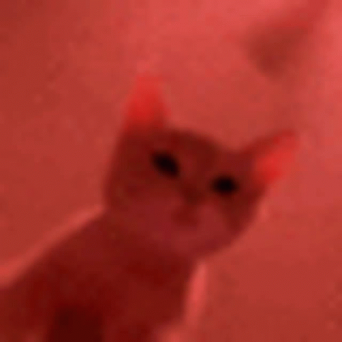 Cat Cats GIF - Cat Cats Party GIFs