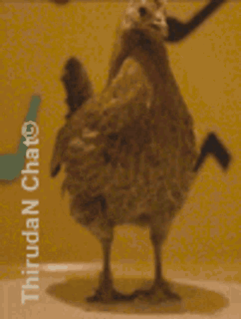 a blurred image of a chicken with the name thiruda n chat on the bottom right