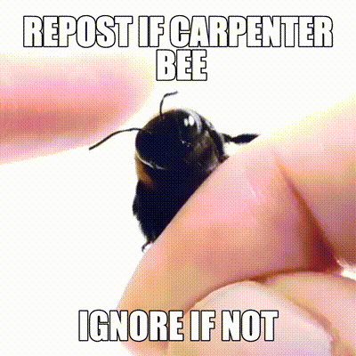 Bee Meme GIF - Bee Meme Cute GIFs
