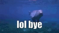 Dolphin Lol Bye GIF - Dolphin Lol Bye GIFs