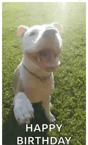 a dog is sitting on top of a lush green field with its mouth open and a happy birthday message .