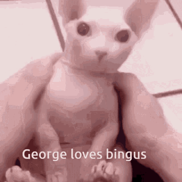 a person is holding a hairless cat that says george loves bingus on the bottom .