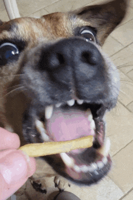 a close up of a dog eating a french fry with its mouth open
