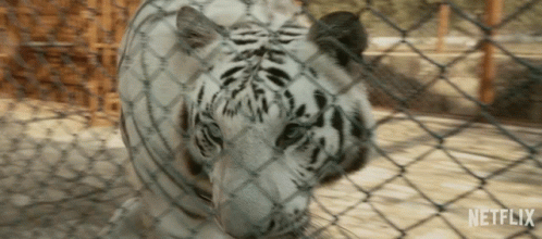 Pace Cage GIF - Pace Cage Zoo GIFs