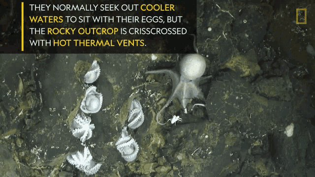 Mother Octopus World Octopus Day GIF - Mother Octopus World Octopus Day Babies GIFs