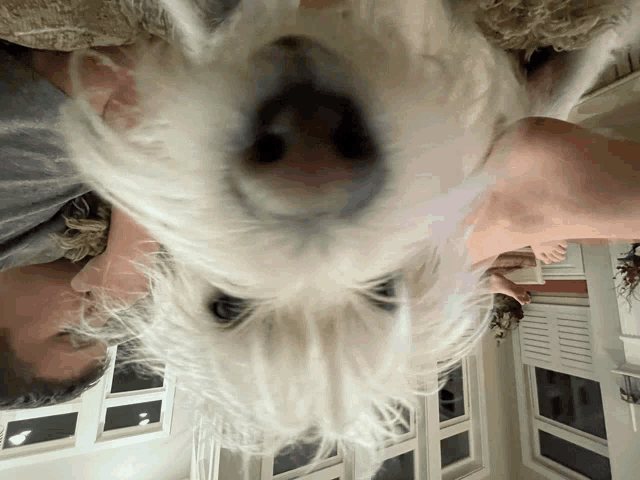 a man and a woman are looking up at a dog