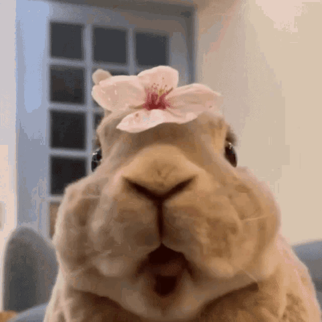 Soobtime Bunny GIF - Soobtime Bunny Cute GIFs
