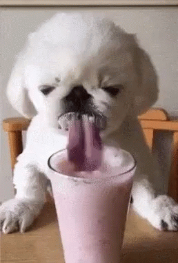 Dog Cute GIF - Dog Cute Drinking GIFs