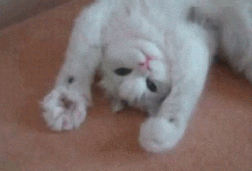 Hello Its Me Catto GIF - Hello Its Me Catto Cat GIFs