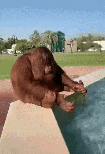 a monkey sits on the edge of a swimming pool with its feet in the water
