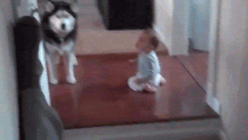 a husky dog is standing next to a baby on the floor .