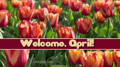 Flowers Tulips GIF - Flowers Tulips Spring GIFs