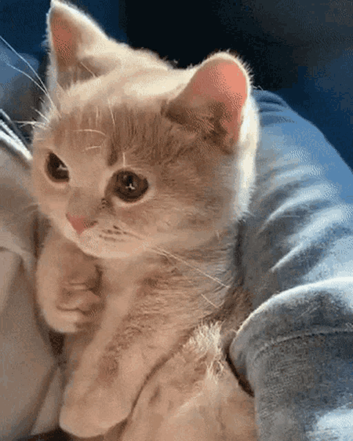 Kitten Blink GIF - Kitten Blink Cute GIFs