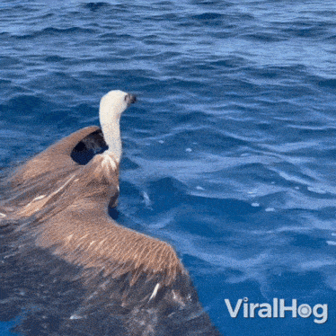 A Bird Fell Into The Sea Vulture GIF - A Bird Fell Into The Sea Vulture Viralhog GIFs