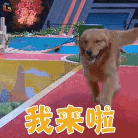a dog on a leash is walking on a red carpet with chinese writing on it
