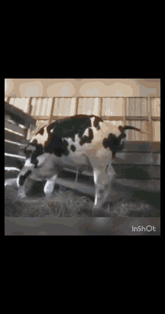 Poop Barn GIF - Poop Barn Cow GIFs