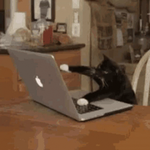 Cat Busy GIF - Cat Busy Working GIFs