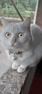 a gray and white cat with a bell around its neck looks at the camera