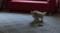 a kitten is walking on a carpet in front of a pink couch