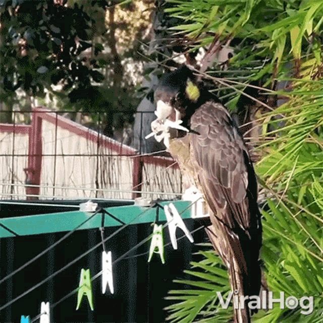 Cockatoo Playing With Clothes Pegs Viralhog GIF - Cockatoo Playing With Clothes Pegs Viralhog Biting On Clothes Pegs GIFs