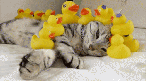Cat Cute GIF - Cat Cute Duck GIFs