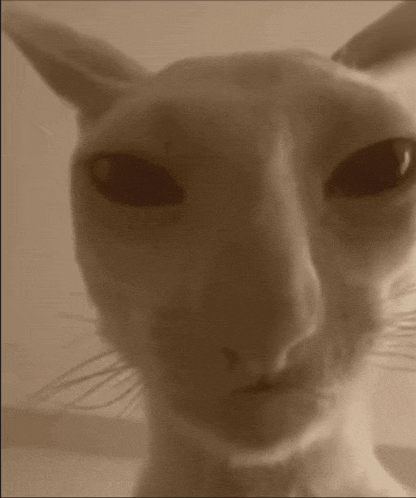 a close up of a cat 's face with big black eyes