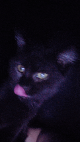 a close up of a black cat with its tongue out