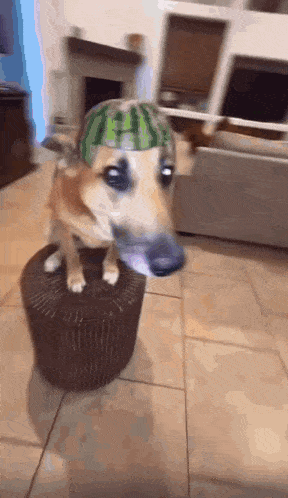 a dog wearing a watermelon hat is sitting on a stool