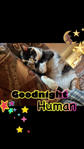 a black and white cat laying on a couch with the words goodnight human written above it