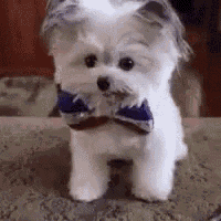 a small white dog is wearing a blue bow tie .