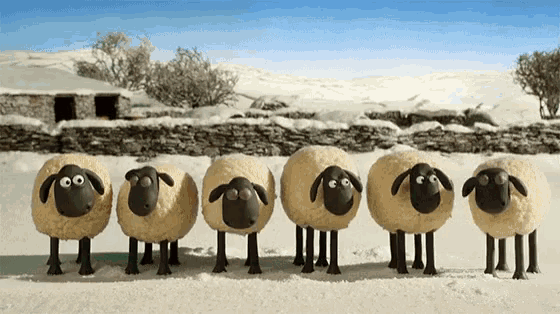 a row of sheep are standing in a line in the snow