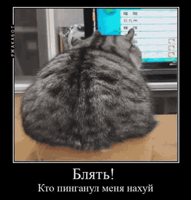 a cat laying on a box with a foreign language written on it