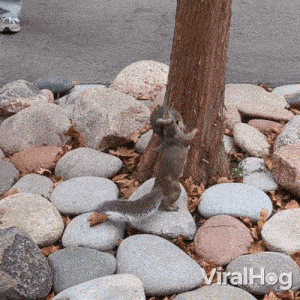 Let Me Help You Squirrel GIF - Let Me Help You Squirrel Viralhog GIFs