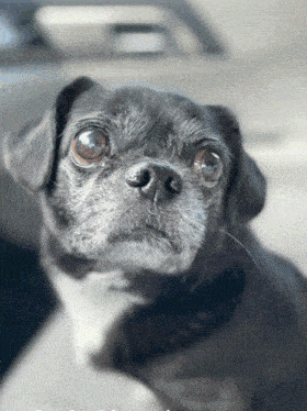 a close up of a dog 's face with a blurred background