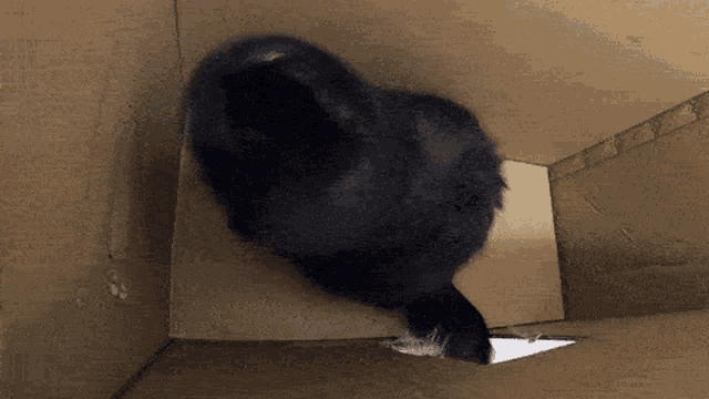 Cat Black GIF - Cat Black Trapped GIFs