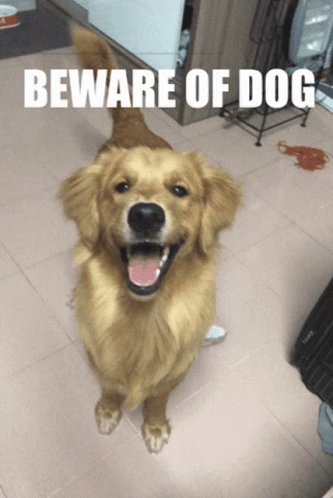 Ruocgu Beware Of Dog GIF - Ruocgu Beware Of Dog Funny Face GIFs