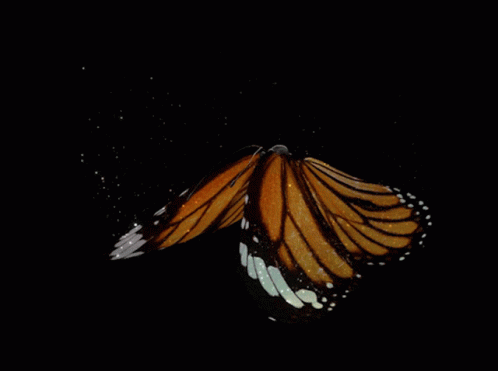 Butterfly Flying GIF - Butterfly Flying Beautiful GIFs