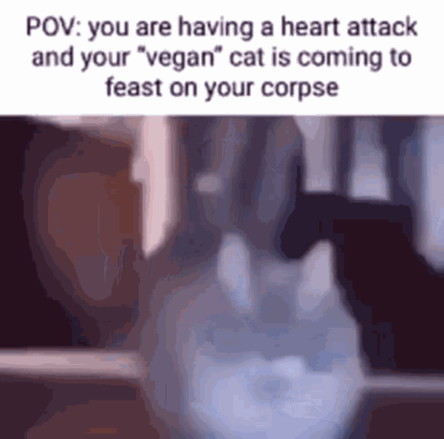 a person is having a heart attack and a vegan cat is coming to feast on your corpse .