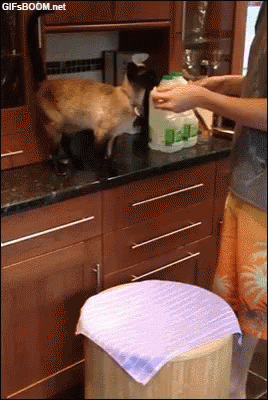 Cat Can GIF - Cat Can Fall GIFs
