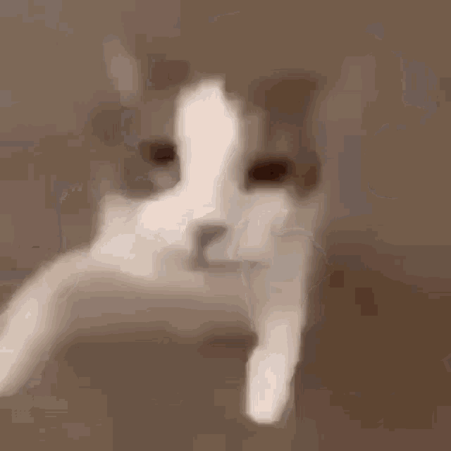 a close up of a cat 's face behind a glass wall .